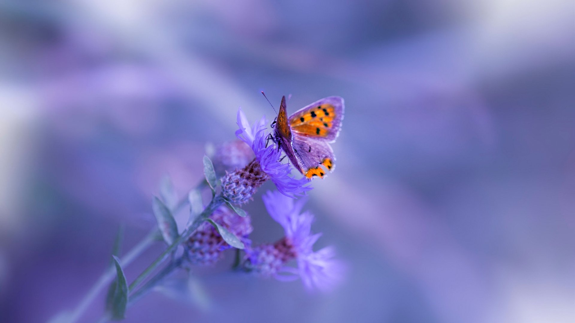 九游电竞-_杰伦·布朗制胜一击，助绿军过关_，杰伦布朗有潜力吗