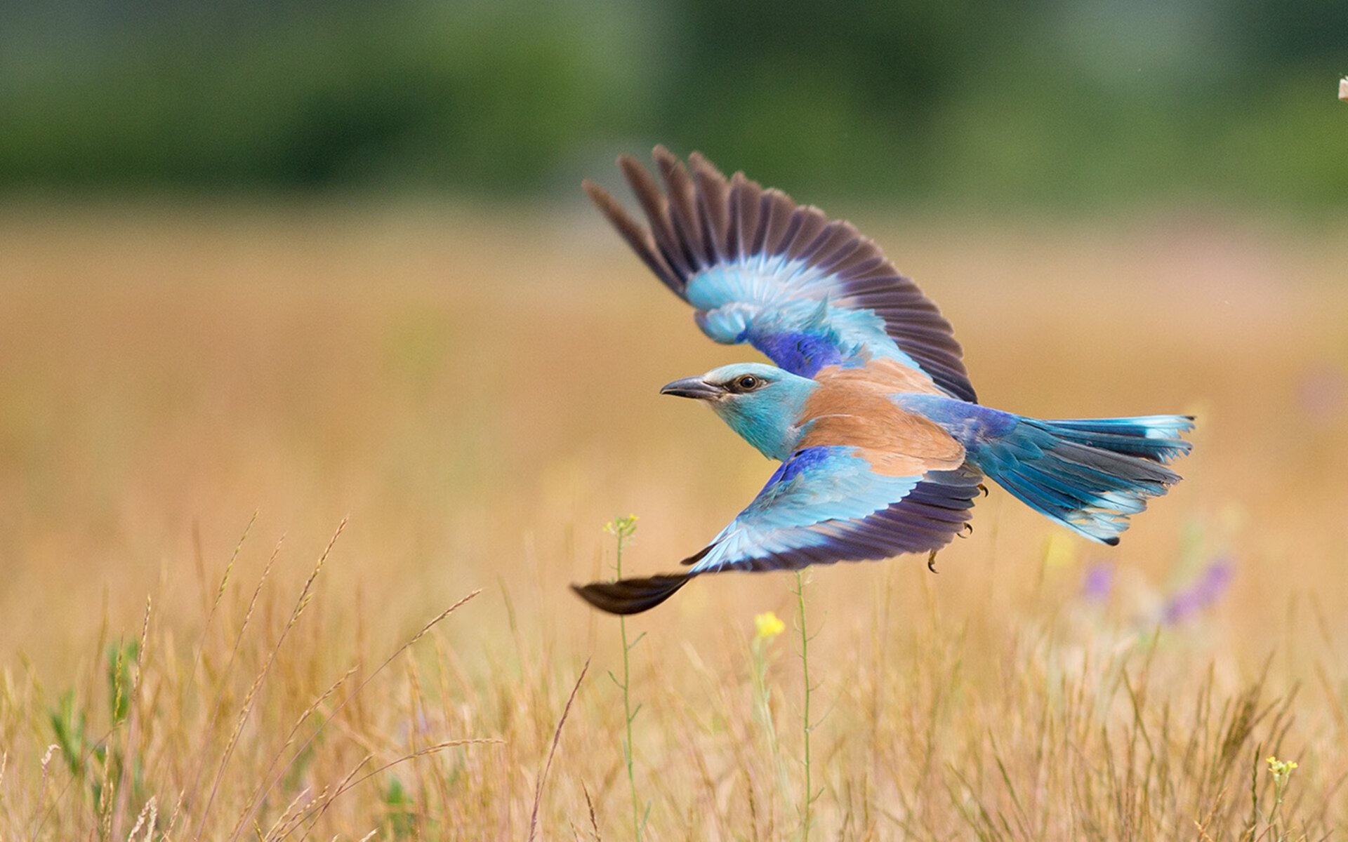 九游电竞-_森林狼迎来强势反弹，士气大振_，森林狼dieng